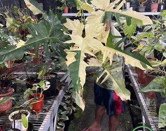 Philodendron Golden Dragon Verschieden große Größe Real Bild Pflanze