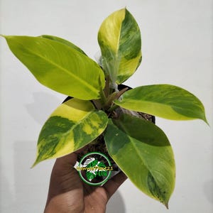 Philodendron Variegated Moonlight - Etsy