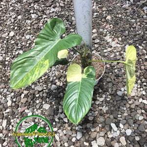 cheap snake plants Sansevieria Laurentii – Hey Rooted main image 1