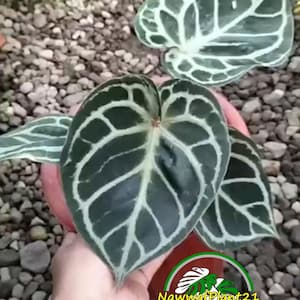 Anthurium king of spades x red crystallinum - Etsy 日本