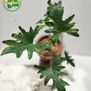 Op de afbeelding: Een Philodendron-plant in pot met grote, diep gelobde, donkergroene bladeren. Sommige bladeren hebben lichtere groene vlekken. De plant staat in een terracotta pot en de afbeelding bevat een cirkelvormig logo met de tekst "NawwatPlant21".