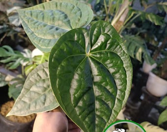 Real Pick Anthurium Luxurians