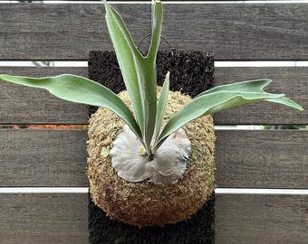 Platycerium Veitchii Auburn River Staghorn Fern - Etsy