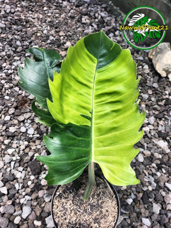 philodendron scandens vs hederaceum Philodendron Scandens main image 0