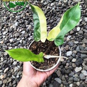 Squamiferum Variegated - Etsy