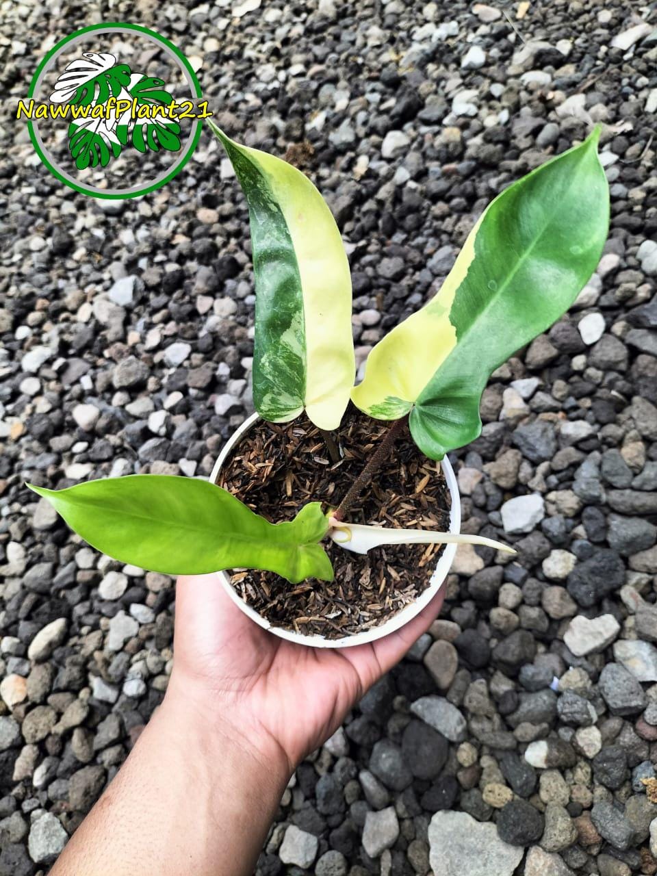 philodendron glad hands mature Philodendron Glad Hands by Plant Circle – Medium, Approx. 30.0cm heigh