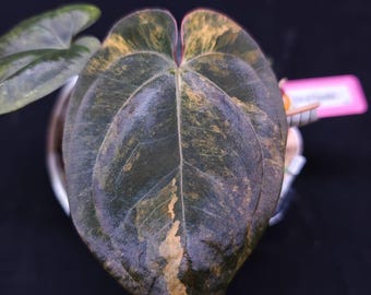 Anthurium AOS DF X RVDP (tezula Ace of Spades X Red Vein Dark