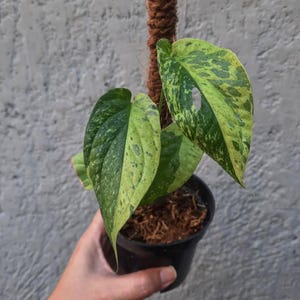 Amydrium Variegated - Etsy