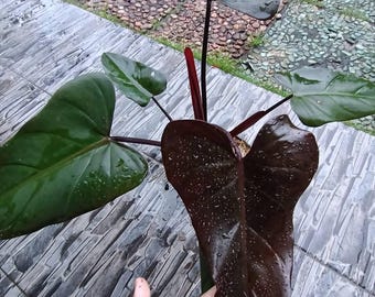 Philodendron Unconfirmed Santa Leopoldina Rare Aroid Plant NOT TC - Etsy  Israel