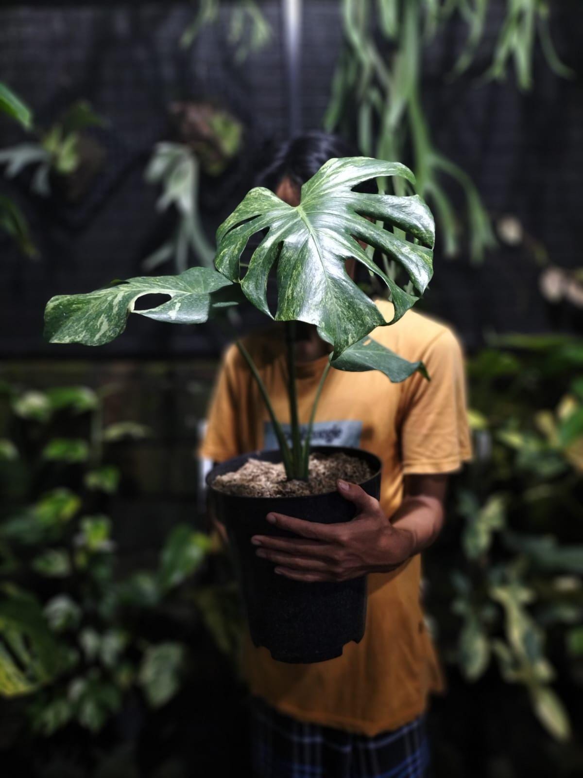Monstera Oceana - Etsy