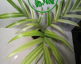 Palm Veitchia Merillii Variegated Free Phytosanitary Certificate