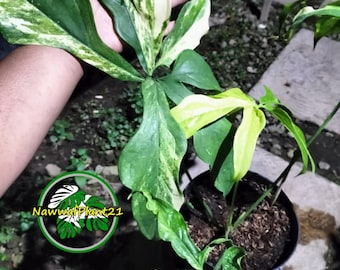 Real Picture Anthurium Clavigerum Variegated Big Size