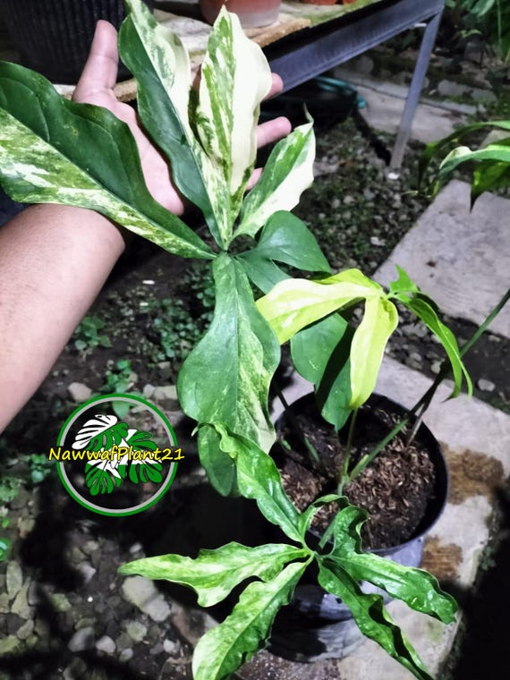 訳あり Anthurium clavigerum variegated Anthurium Clavigerum