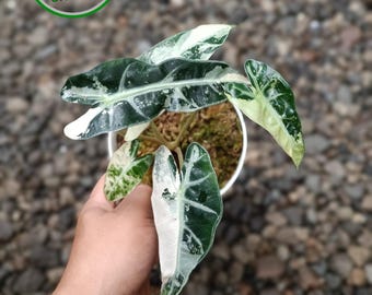 Alocasia Bambino bunt gemischt mit echten Bild Reifen