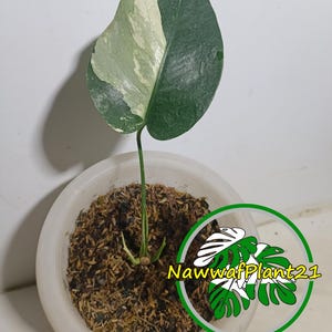 Monstera green snow - Etsy 日本
