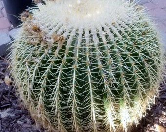 GINORMOUS 20" !! XXXL Golden Barrel Cactus Echinocactus grusonii 19 buds