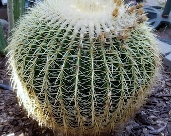 GINORMOUS 20" !! XXXL Golden Barrel Cactus Echinocactus grusonii 19 buds