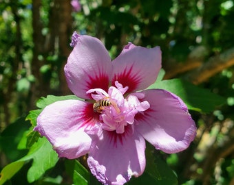 Rose von Sharon Busch Hibiskus Rose von Sharon Baum Bio hergestellt in den USA aus unseren Bäumen Purple Pink White mix nackte Wurzel lebende Bäume