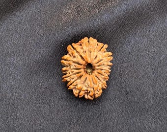 14 Mukhi Rudraksha Nepal