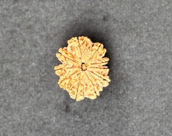 10 Mukhi Rudrakshas