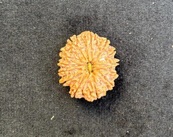 13 Mukhi Rudrakshas