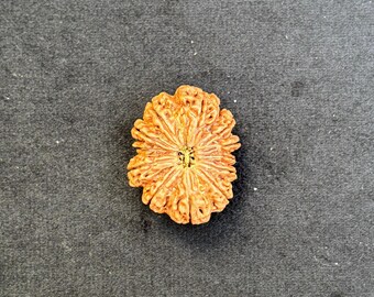 12 Mukhi Collector Size