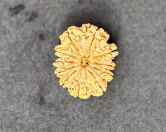 11 Mukhi Rudraksha