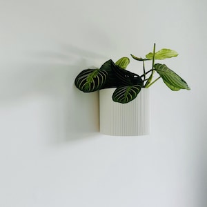 May include: A white, cylindrical wall planter with vertical ribbed texture, holding a green plant with dark green and light green striped leaves. The planter is mounted on a white wall, creating a minimalist aesthetic.