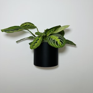 Op de afbeelding: Een zwarte, cilindrische plantenpot met een Maranta leuconeura plant. De groene bladeren van de plant vertonen een gestreept patroon met witte aderen. De pot is aan een witte muur bevestigd en biedt een minimalistisch ontwerp.