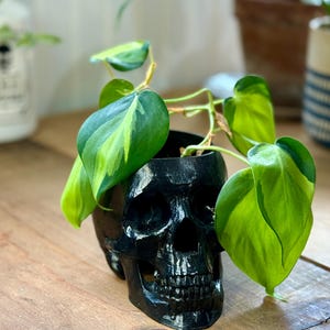 以下が含まれることがあります： 黒い頭蓋骨の形をしたプランターに、緑色の斑入りの植物が生えています。プランターは木製の表面の上に置かれています。