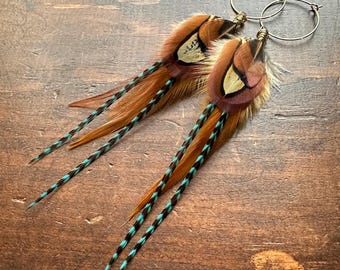 Real Feather Earrings - Brown and Blue Feather Earrings on 25mm Hoops - Rooster & Pheasant Feather Earrings - Hoop Earrings
