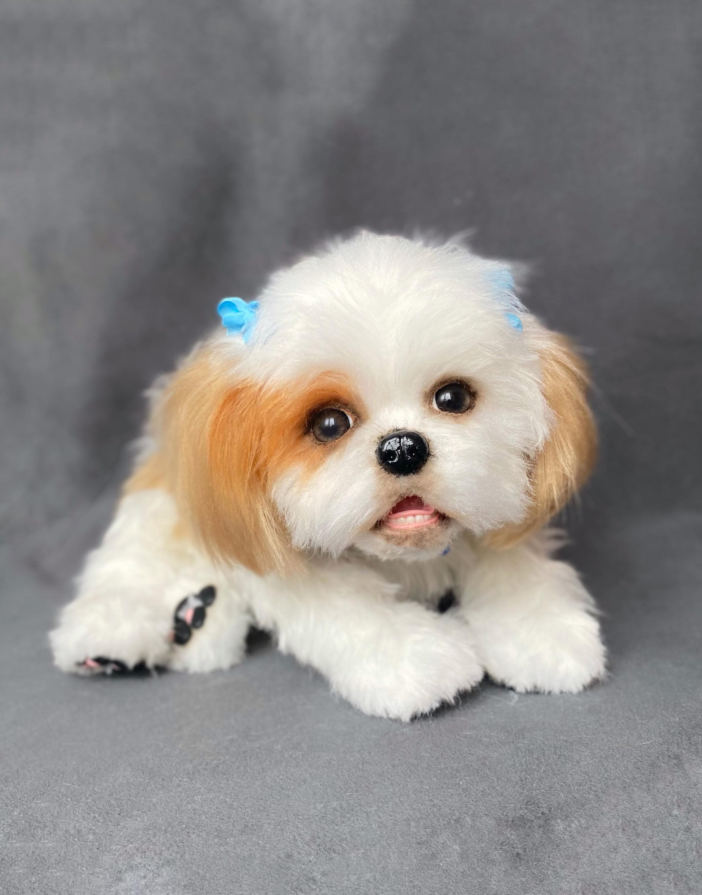 Teddy Bear Corte De Pelo Perro Shih Tzu Primer Corte Shitzu Corte De Pelo  De Perros Shih Tzu Cachorro De