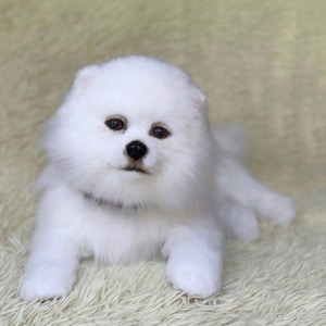 Pomeranian spitz puppy dog realistic soft toy
