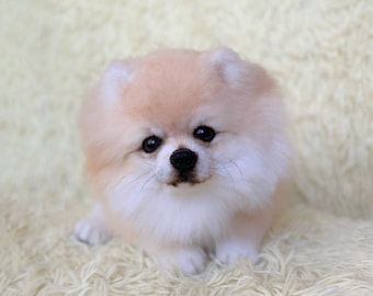 ポメラニアン・スピッツの子犬：リアルなぬいぐるみ犬、OOAK