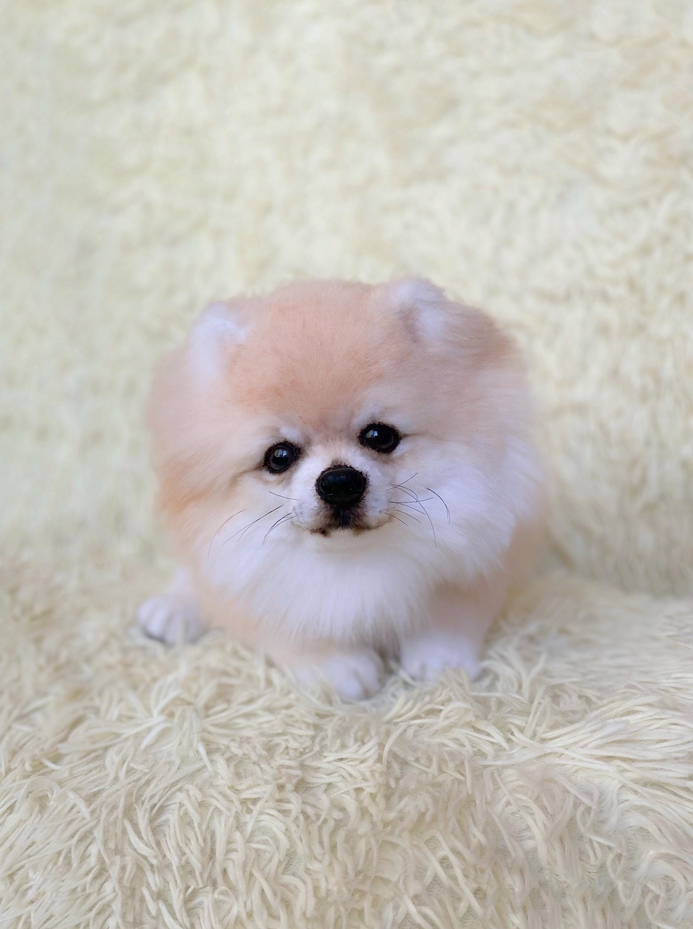 NURCIX Peluche 30Cm Simulation Danimal Peluche Chien Doberman Migno Peluche Chien Noir Peluche Cadeau Danniversaire Vacanc Amz