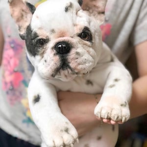 french Bulldog puppy dog realistic plush toy