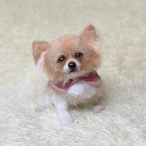 READY TO SHIP white chihuahua puppy realistic toy