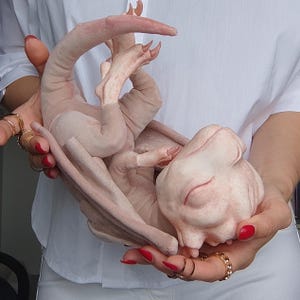 New born dragon