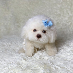 cream poodle realistic toy dog puppy