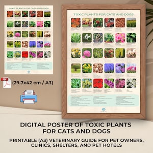 May include: A printable poster listing toxic plants for cats and dogs. The poster is in a digital format and is 29.7 by 42 centimeters. The poster is a veterinary guide for pet owners, clinics, shelters, and pet hotels.