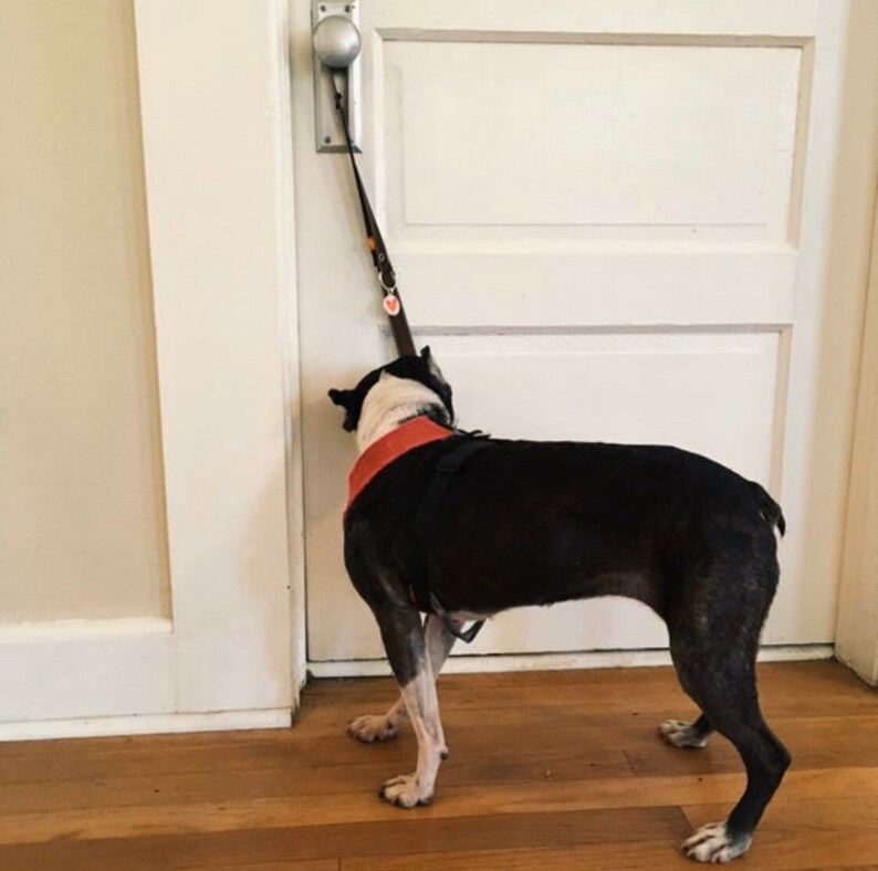 Doggy House Training Bells Bright Blue Solid Etsy