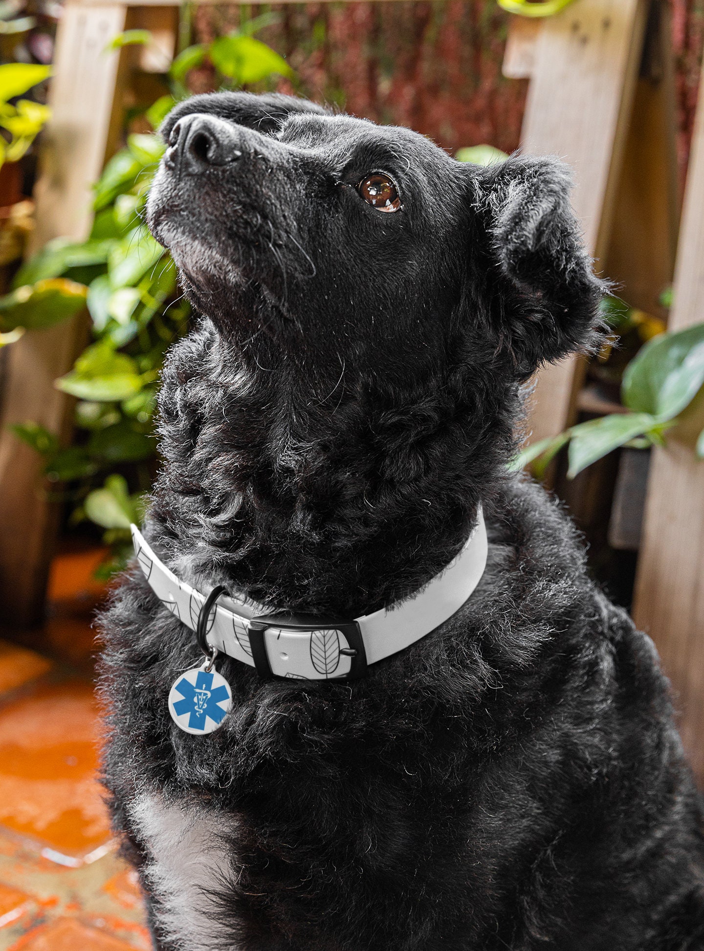 Segnali Di Allarme Del Cancro Negli Animali Domestici - Clinica - Foto 6