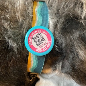 Puede incluir: Una etiqueta redonda rosa y azul unida al collar de un perro con el texto "Por favor, escanea o llama" y un código QR. El texto "PetHub.me/SCDAYKB2H" y el número de teléfono "855-411-0123" también están en la etiqueta.
