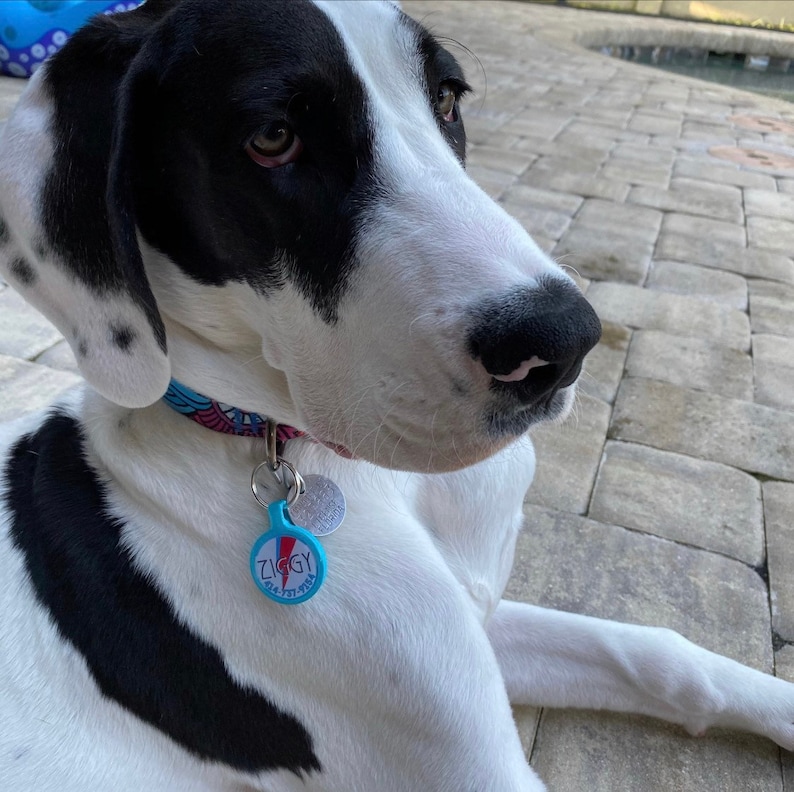 Ziggy Stardust Dog ID Tag | Bowie Inspired, Personalized Pet Tag - Etsy