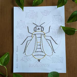 Può includere: Un diagramma dettagliato intitolato "All About Bees" su carta bianca, con un'illustrazione stilizzata di un'ape. Il diagramma etichetta l'anatomia dell'ape, tra cui antenne, occhi composti, zampe, ali e pungiglione, con testo descrittivo. Foglie verdi incorniciano l'immagine.