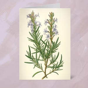 Biglietto d'auguri vuoto con rosmarino in fiore / Bellissimo biglietto d'auguri con erbe aromatiche / Ideale per tutte le occasioni / Regalo perfetto per gli amanti della natura