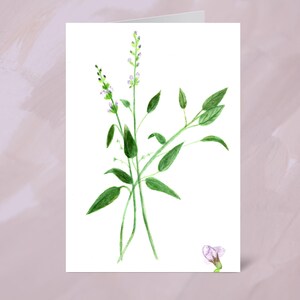 Hermosa tarjeta de notas de hierbas para cualquier ocasión: tarjeta de felicitación imprimible con salvia en flor.