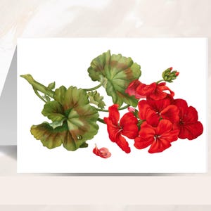 Papelaria floral, cartão de gerânio vermelho, cartão de felicitações em branco para todas as ocasiões