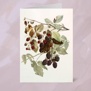 Notitiekaarten bramen: milieuvriendelijk tuinpapier, blanco wenskaarten met fruitthema voor elke gelegenheid