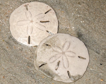 Photo Download, Sand Dollars, Coastal Beach Wall Art, Ocean Treasure Photo, Seaside Shell Decor, Coastal Home Print, Edisto Beach Art